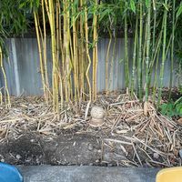 Patio - Bamboo at Redwing Cafe in Seattle