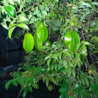 Carambola at Sen Thien Quan in Nha Trang
