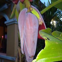 Banana flower at Sen Thien Quan in Nha Trang