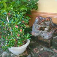 .. at Sen Thien Quan in Nha Trang