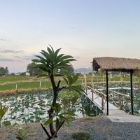   at Sen Thien Quan in Nha Trang