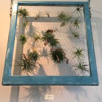 Living artwork on the walls. Air plants. at Pulp + Sprout Juice Bar and Vegan Cafe in Asheville
