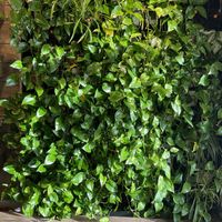 Wow A+ Healthy Plants  at VegeNation in Las Vegas