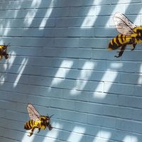 Backyard deco at VegeNation in Las Vegas