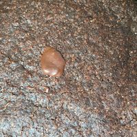 Thin mint cookie sandwich at Harmony Bakery in Baltimore