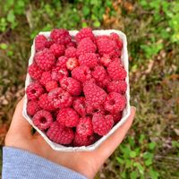 you can pick your own raspberries (40kronar per basket ~3,50€) at Linnes Rashult in Almhult