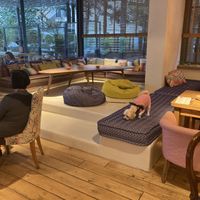 Inside ; the dog seems happy! at Yi in Athens