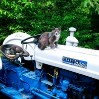 Cats Ruby Tuesday and Carmine, relaxing. at Wild Earth Farm and Sanctuary in Irvine