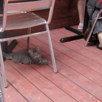 Cosmic the kitty. at Venosa Cafe in Montreal