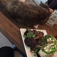 cat and wrap at Venosa Cafe in Montreal