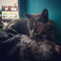 Venosa Cafe at Venosa Cafe in Montreal