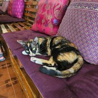 FRIENDLY CATTTT at Deva in Kampot