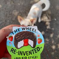  at Vegonia Wholefoods in Porthmadog