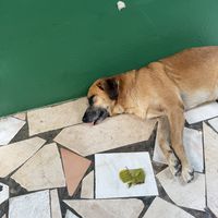   at Cape Fruit in Santa Maria