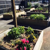 Lovely blooming garden beds at the entry at Little Seed by Firefly in Toowoomba