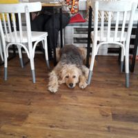 The cutest dog working in any Cafe in the World at Naspolya Nassolda in Budapest
