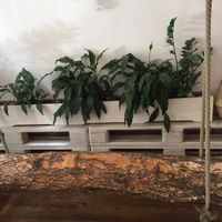 Log swing 😍😍😍 at Naspolya Nassolda in Budapest