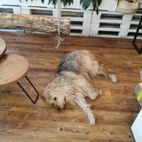 Doggie resident at Naspolya Nassolda in Budapest