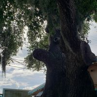 Tree in outside seating area at Indigo Coastal Shanty in Brunswick