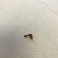 Bacon on vegan pizza at Pizzeria Manna in Prague