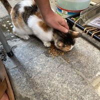 Adorable friendly kitty who greeted us while we waited for our food.   at Falafel Zone in Istanbul