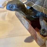 🐢   at The Burrowing Owl in Colorado Springs