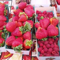  at Heart of the City Farmers' Market in San Francisco