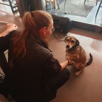 Staff dog (name unknown). at Crippas Cafe in Gothenburg