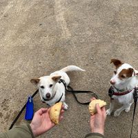 Next to a loots of vegan doggy treats they also offer Cornish pastries for dogs (who enjoyed them at the beach) ❤️🐶 at Blondes in Cottingham