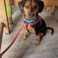 Dog allowed and enjoying the bits he got at Mangia la Foglia Bio  in Parma