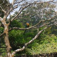 beautiful bird that apparently has been hanging around the restaurant for four generations at Paz y Flora - Soda Passiflora in Monteverde