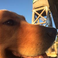 Outdoor, dog friendly dining at Amy's at Amy's Drive Thru in Rohnert Park