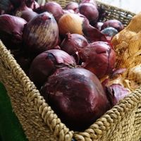 Big juicy onions!  at Oh My Goodness in Eastbourne