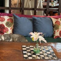   at Green Room Cafe in Jaco