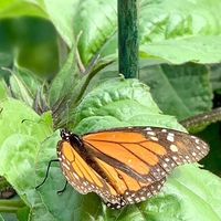 Beautiful Butterfly garden in front of 2Cats while you wait for a table.  at 2 Cats Cafe in Bar Harbor