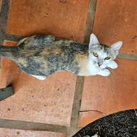 Cute kitty in the yard at Haven in Siem Reap