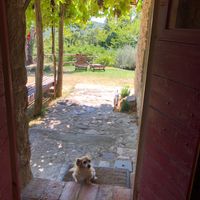 Miss. Bruschetta. Their cute little pup! at Torre Morgana in Umbertide