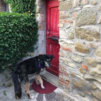 Our Dog Bella! at Torre Morgana in Umbertide