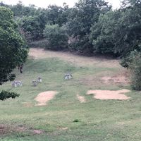 Donkeys! at Torre Morgana in Umbertide