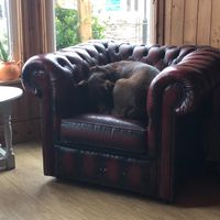 Comfortable Cafe Dog at The Green HeART Cafe  in Newquay