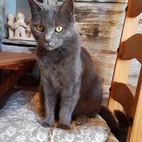Resident cat at The Green HeART Cafe  in Newquay