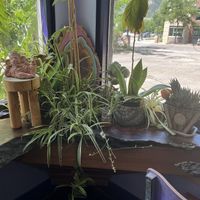 Vibe Decor  at Thrive in Boulder