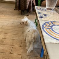 Owner’s dog but he is supposed to stay in kitchen  at Ma va' in Rome