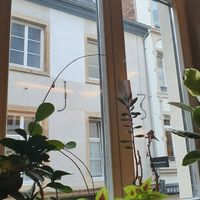 Views and plants at Beet in Luxembourg City