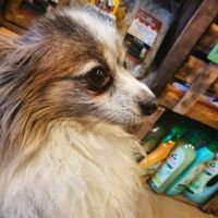 Odin at Mi Cabra Vegana in Madrid