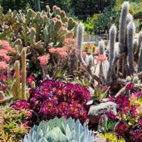 Garden at Big Sur Bakery in Big Sur
