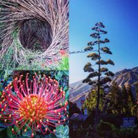 Flowers on the property + art from the space next door.   at Big Sur Bakery in Big Sur