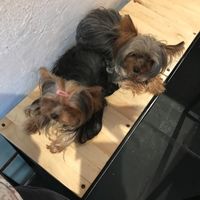 pet friendly at Vegetal - temporarily closed in Mexico City