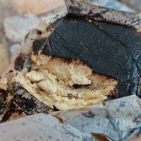 black garlic cashew cheese from fermaggio  at Vegan Store Stall 83 in Rome