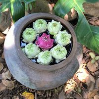  at Banlle in Siem Reap